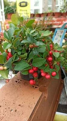 Gaultheria