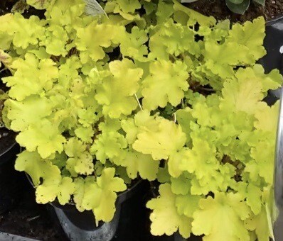 HEUCHERA Lime Marmalade ,evergreen  Heuchera with bright golden foliage that is perfect for pots ,beds and rockeries !