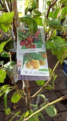 Fruit