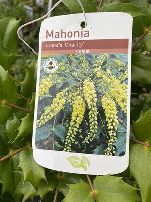 Mahonia Charity,Hardy evergreen winter flowering Shrub ! Strong Pot Grown Plants As Per Video Starts To flower year 2/3 after planting 