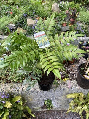 Mahonia Charity,Hardy evergreen winter flowering Shrub ! Strong Pot Grown Plants As Per Video Starts To flower year 2/3 after planting 