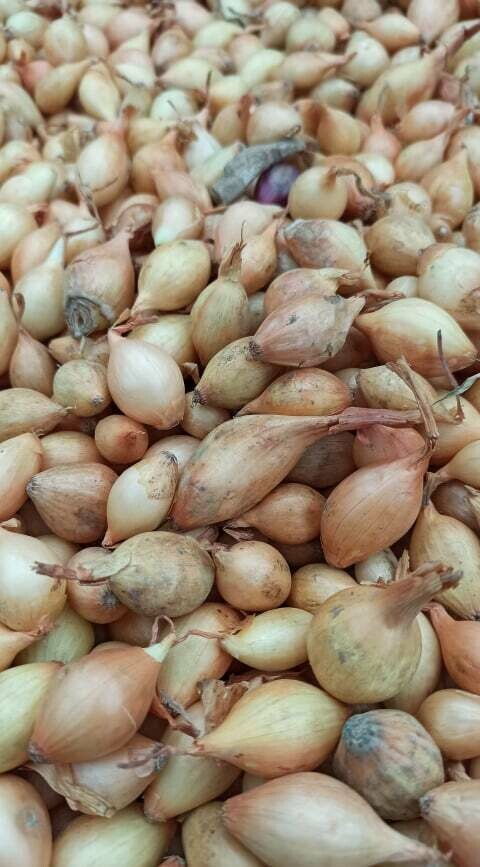 Onion Sets Sturon - 1Lt