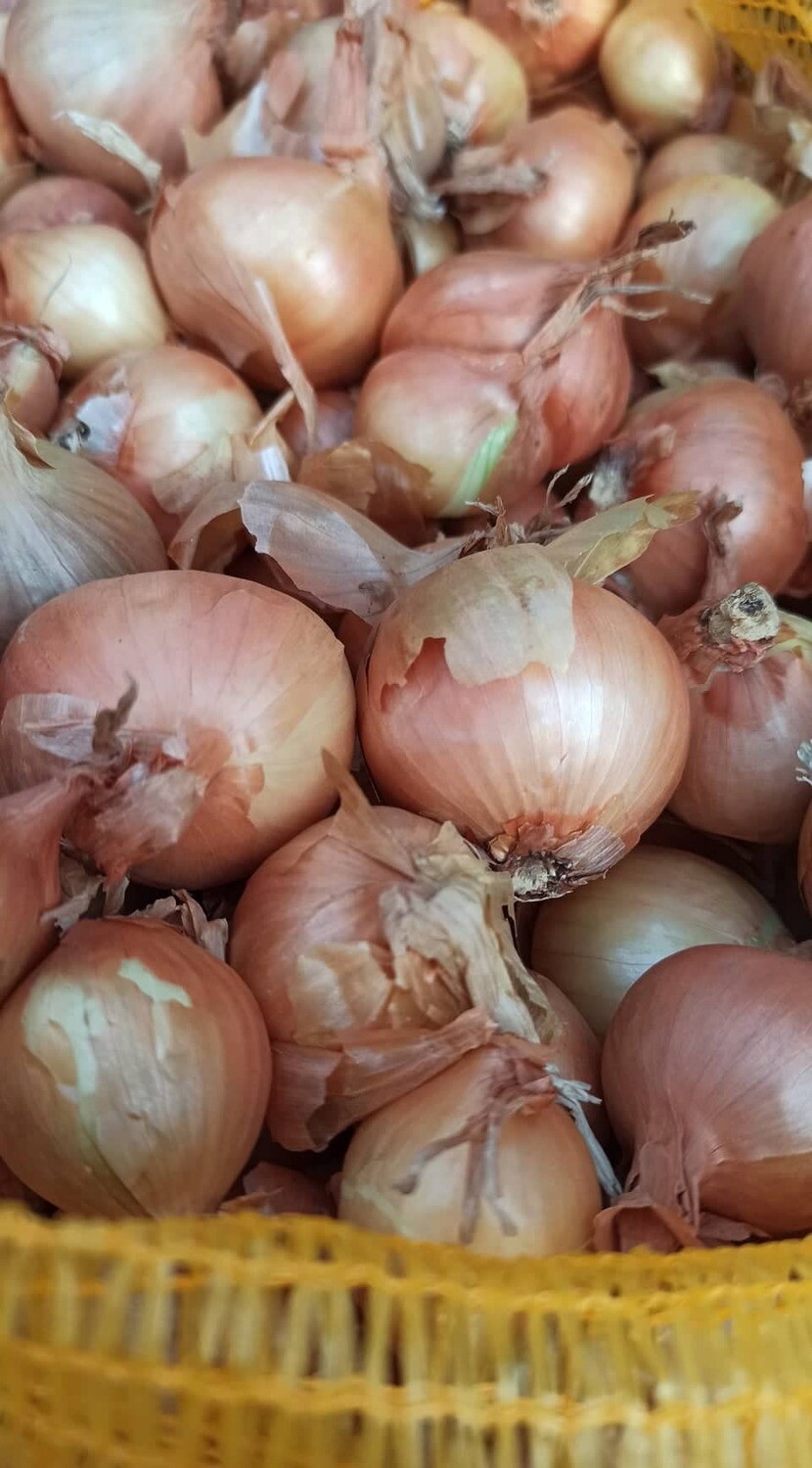 Shallot Golden Gourmet - 1Lt