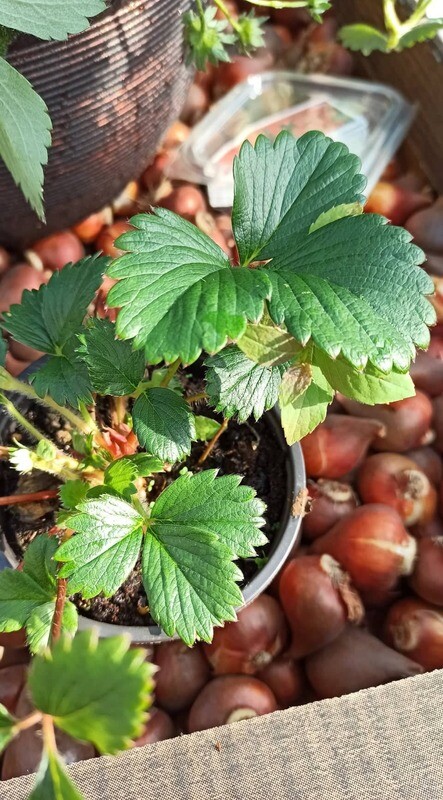 Strawberry Alexander