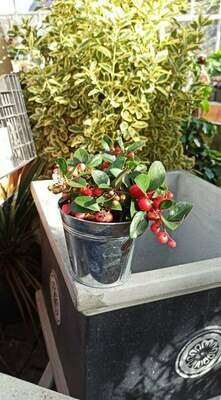 Gaultheria 'Big Berry'