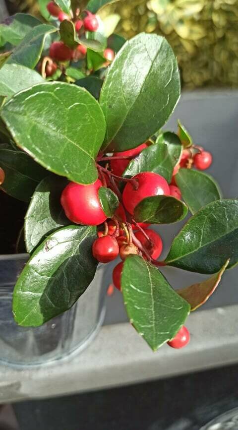 Gaultheria 'Big Berry'