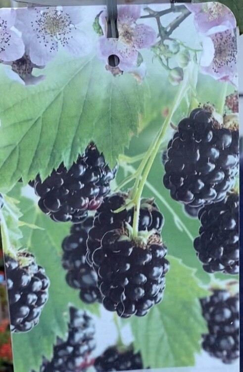 BLACKBERRY Coolaris Early   ,heavy Crops of large sweet fruit /Summer Cropper …String Pot Grown Plants 