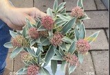 Male Skimmia &#39;Magic Marlot&#39;