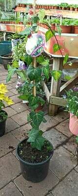 Hedera Ivy &#39; Sulphur Heart&#39;