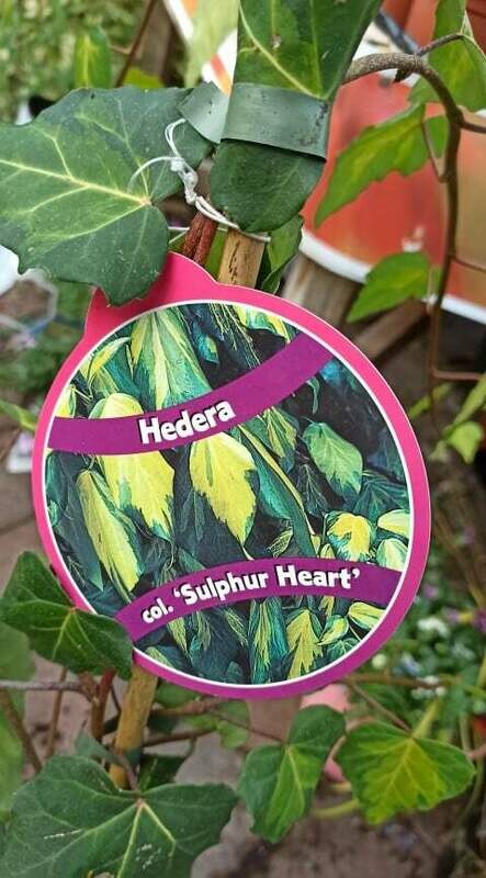 Hedera Ivy ' Sulphur Heart'