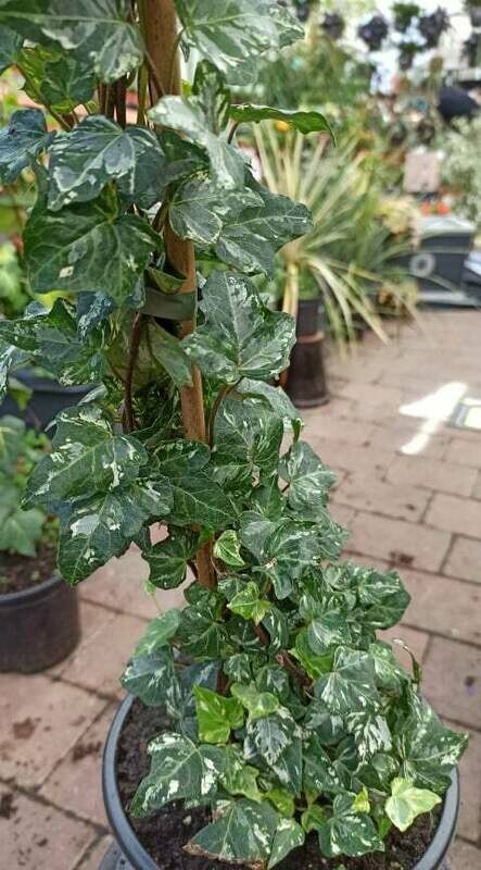 Hedera Helix 'Kolibri' CLIMBING IVY 