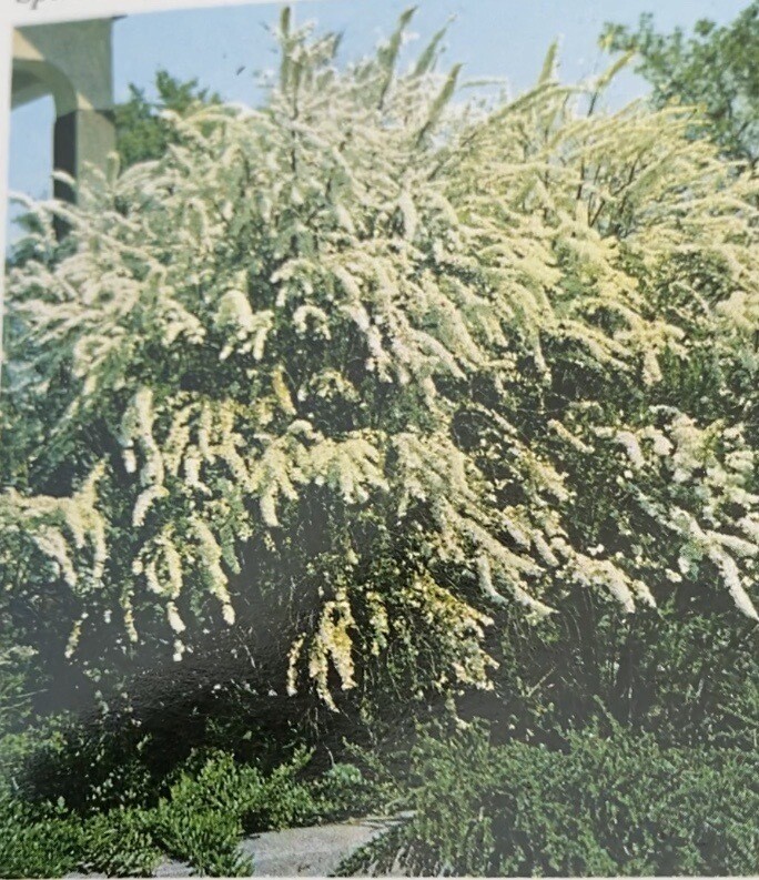 BRIDAL WREATH a hardy shrub that thrives on neglect and flowers white on arching stems.