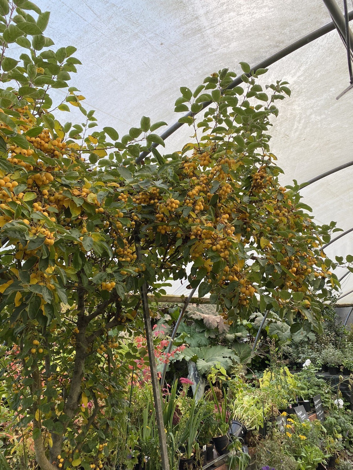 MALUS GOLDEN HORNET a colourful  tree with white flowers in spring and yellow crabs for autumn and early winter .
