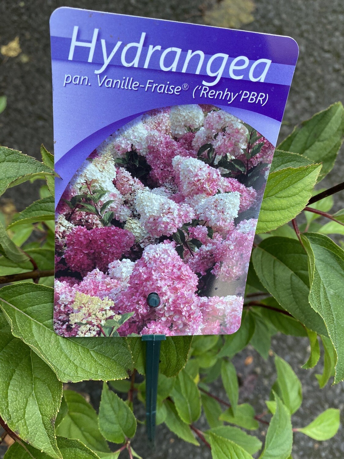 Hydrangea Vanilla Strawberry Ice cream (🍓 Mini Tree Form ) Height 1 Mt mature “flowers non stop from July until end of September . Flowers enormous white cone shaped flowers turning Pink with age