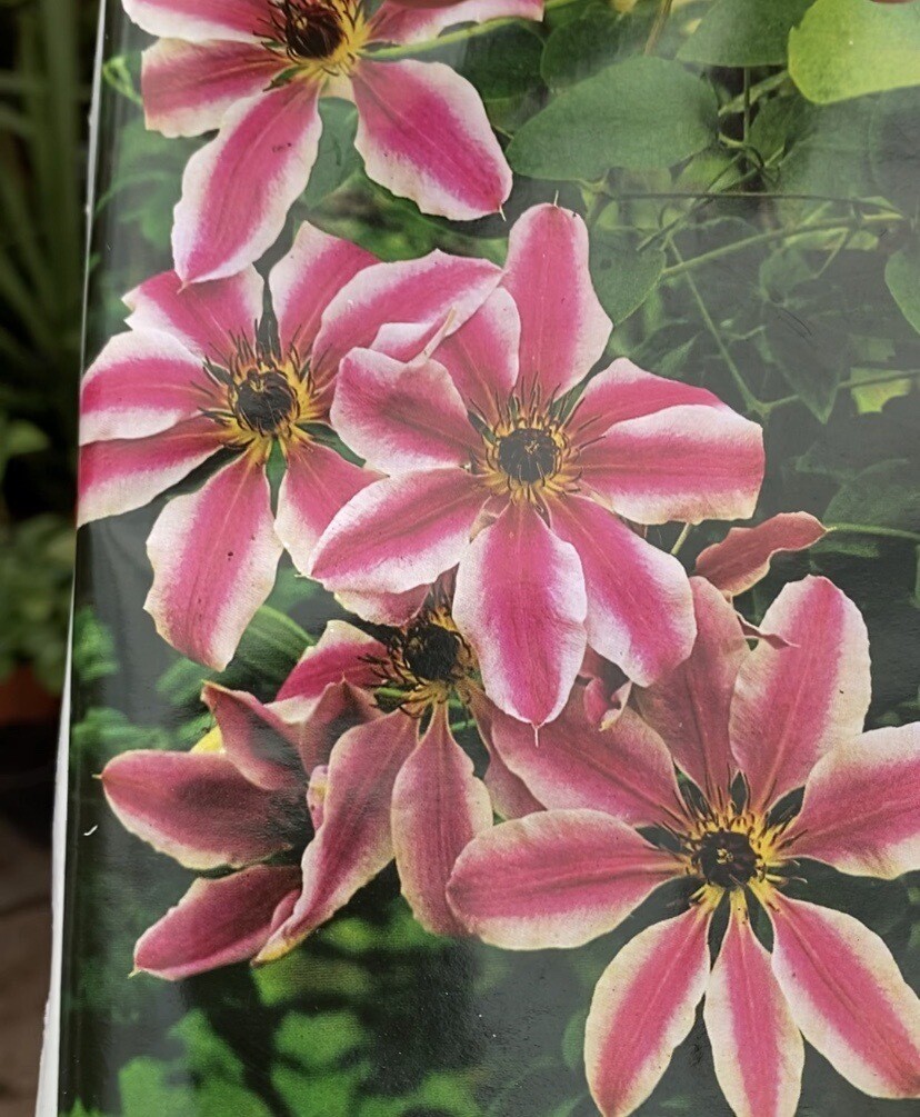 Clematis &#39;Nelly Moser&#39; Climber for Wall fence or arch . Enormous flowers in late spring and early summer and again in late summer and early autumn. Strong pruned back plants ,ready for planting.