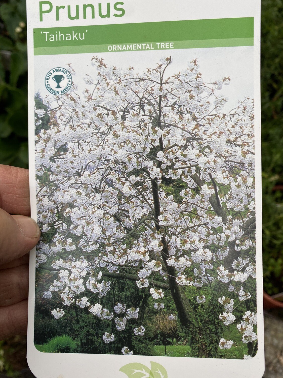 GREAT WHITE CHERRY the cherry tree with the largest flowers ,smothered in white flowers in spring,followed in autumn by leaves splashed red and orange Strong Pot Grown Trees - 7FT PLUS