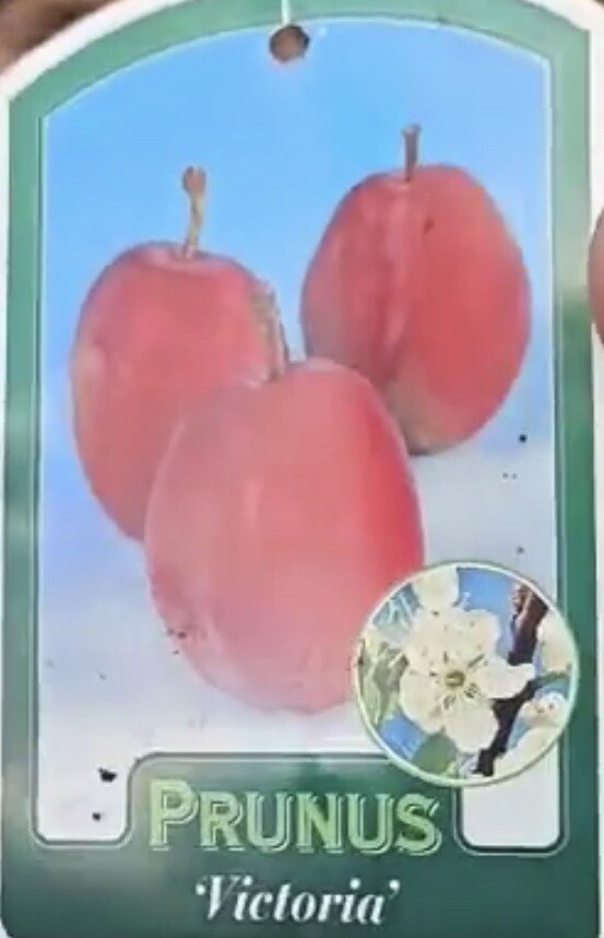 &#39;Victoria&#39; Plum