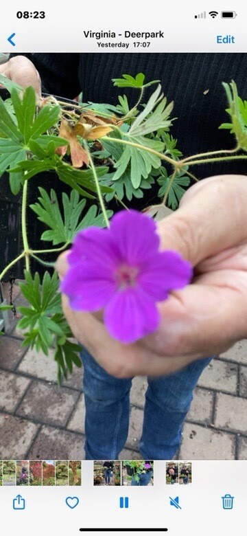 GERANIUM TINY MONSTER a carpet plant that carpets and spreads .This hardy Geranium flowers non stop from June Until November,winter hardy and lasts for years