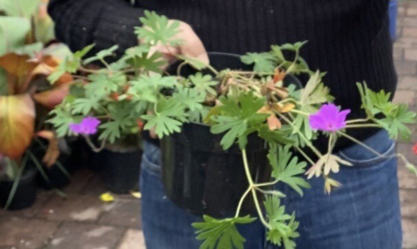 GERANIUM TINY MONSTER a carpet plant that carpets and spreads .This hardy Geranium flowers non stop from June Until November,winter hardy and lasts for years