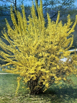 FORSYTHIA LYNWOOD - GOLDEN BELL FLOWER