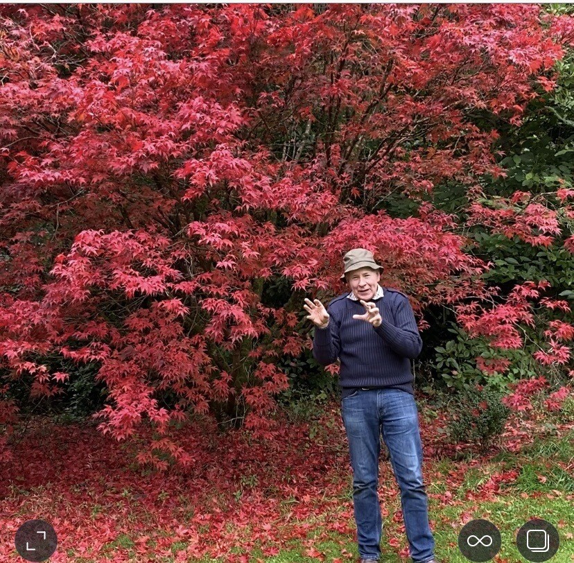120 Cm Acer Palmatum Atropurpureum PURPLE LEAF JAPANESE MAPLE is a hardy Japanese Maple with purple leaves in summer and a riot of autumn foliage colours! 