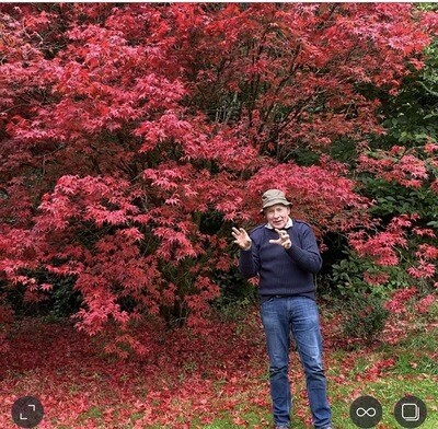 120 Cm Acer Palmatum Atropurpureum PURPLE LEAF JAPANESE MAPLE is a hardy Japanese Maple with purple leaves in summer and a riot of autumn foliage colours! 