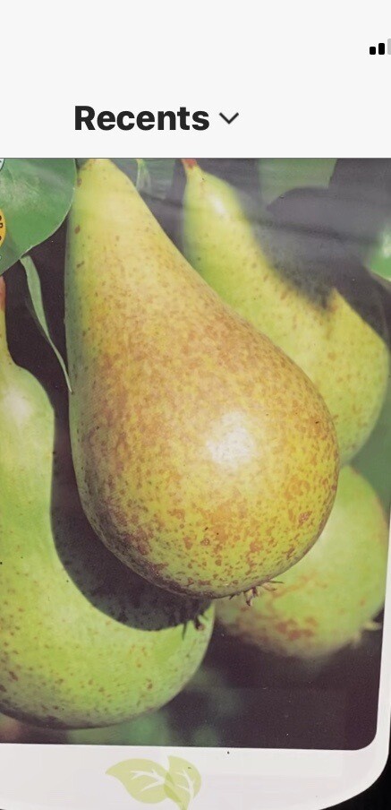 Pear &#39;Conference&#39;