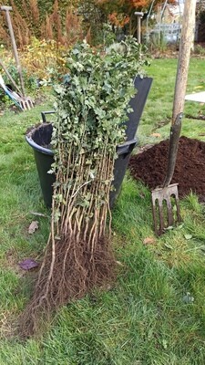 10 White thorn Hedging strong plants with strong stems and lovey Root Systems 60-80 cm.