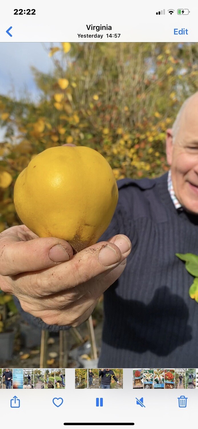 QUINCE TREE ,grow a neat tree that flowers in spring and produces lots of quince fruit for Jam .Strong  trees well bushy and strong Stems