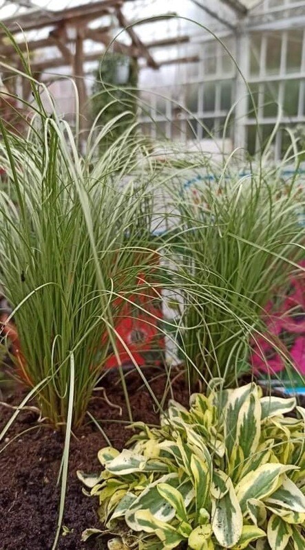 Carex 'Frosted Curls'