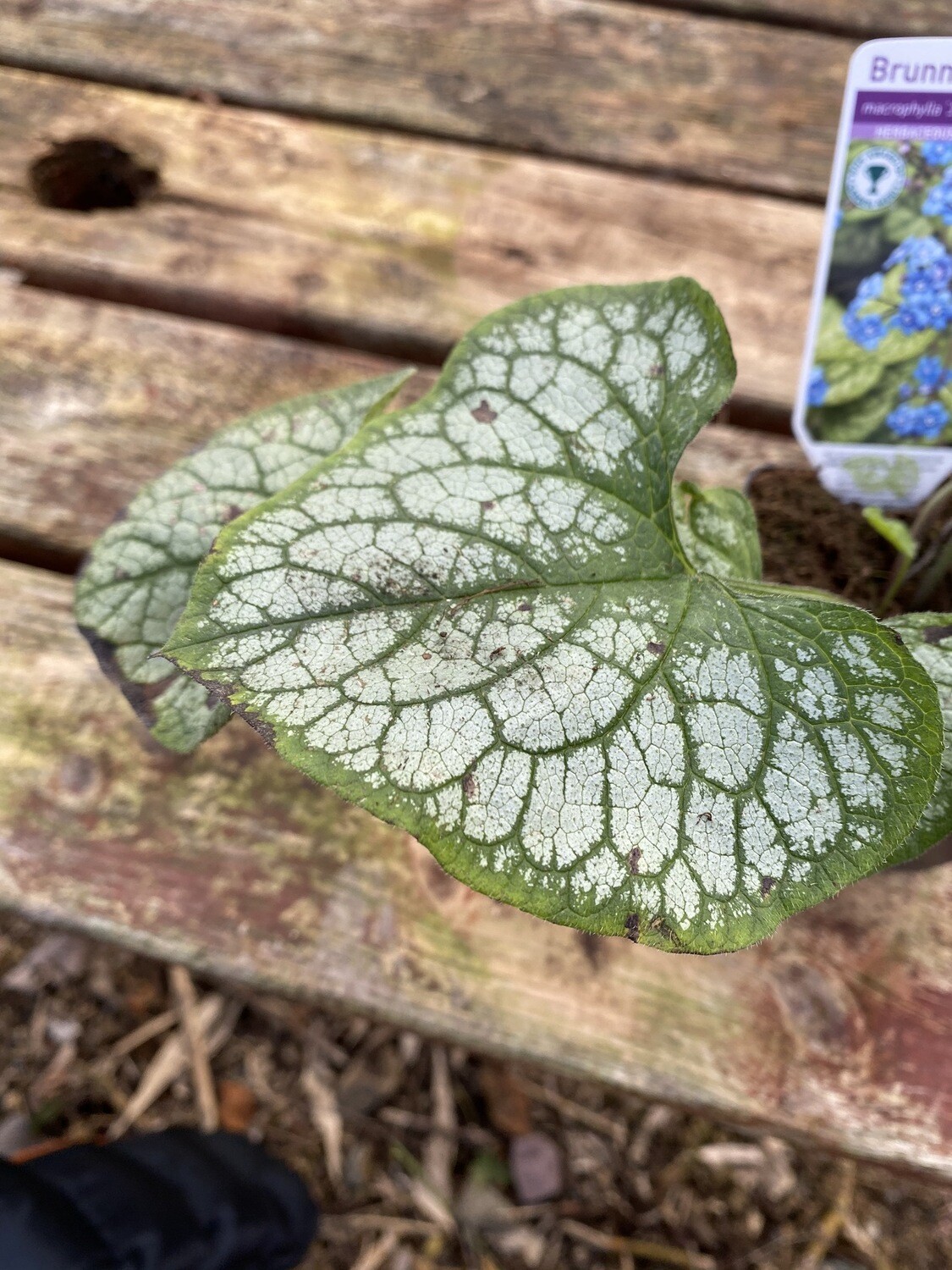 BRUNNERA SEA HEART A hardy cottage garden perennial that lasts for years .It has colourful frost alike markings on its foliage and blue For Get Me Not like flowers Good In garden beds or pots