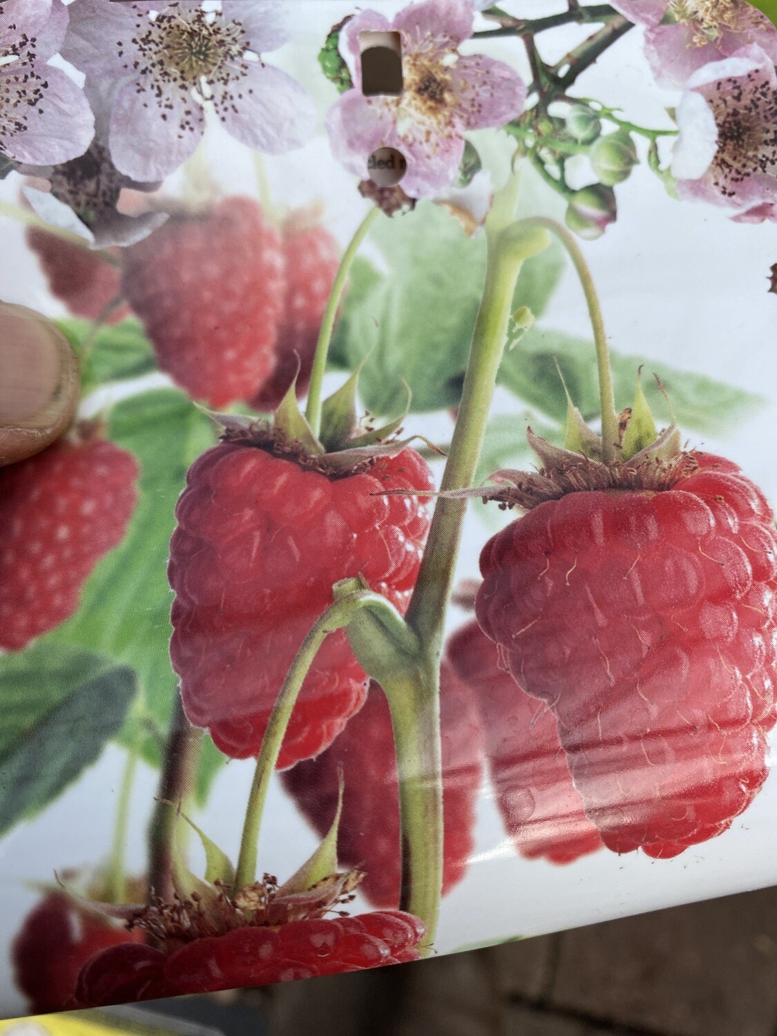 RASPBERRY AUTUMN BLISS ...heavy crops of delicious fruit Strong Pot Grown
