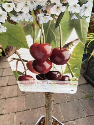 DUO CHERRY TREE dwarf tree with white flowers in spring followed by Red and Black delicious cherries Two varieties on the same tree as pollinating partners will ensure a heavy of tasty cherries