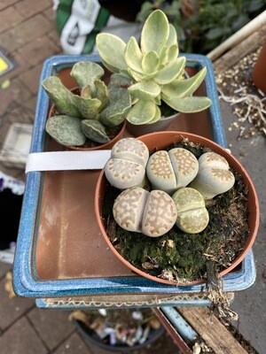INDOOR GARDEN DISH plus Saucer