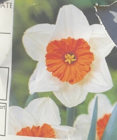 10 DAFFODIL BARRET BROWNING one Of the earliest to flower and perfect for naturalising