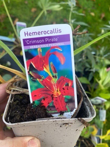 HEMEROCALLIS RED DAMASK A Hardy Day Lily with red flowers for months