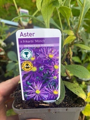 ASTER MONCH a hardy Michaelmas daisy that flowers for months and lasts for years! Dormant Now And Will Show Fresh Growth In May ..planting time is from now!