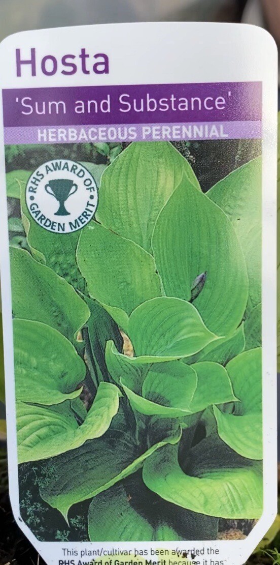 HOSTA SUM AND SUBSTANCE the first Hosta that is resistant to slug damage Yellow foliage that turns gold as they age White flowers for months .