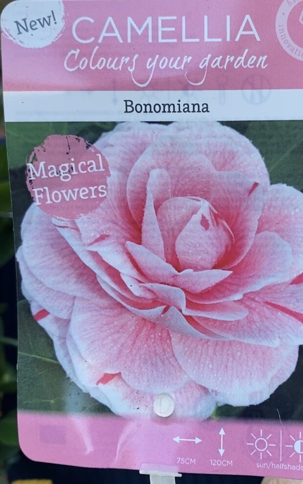 Camellia &#39;Bonomiana&#39;