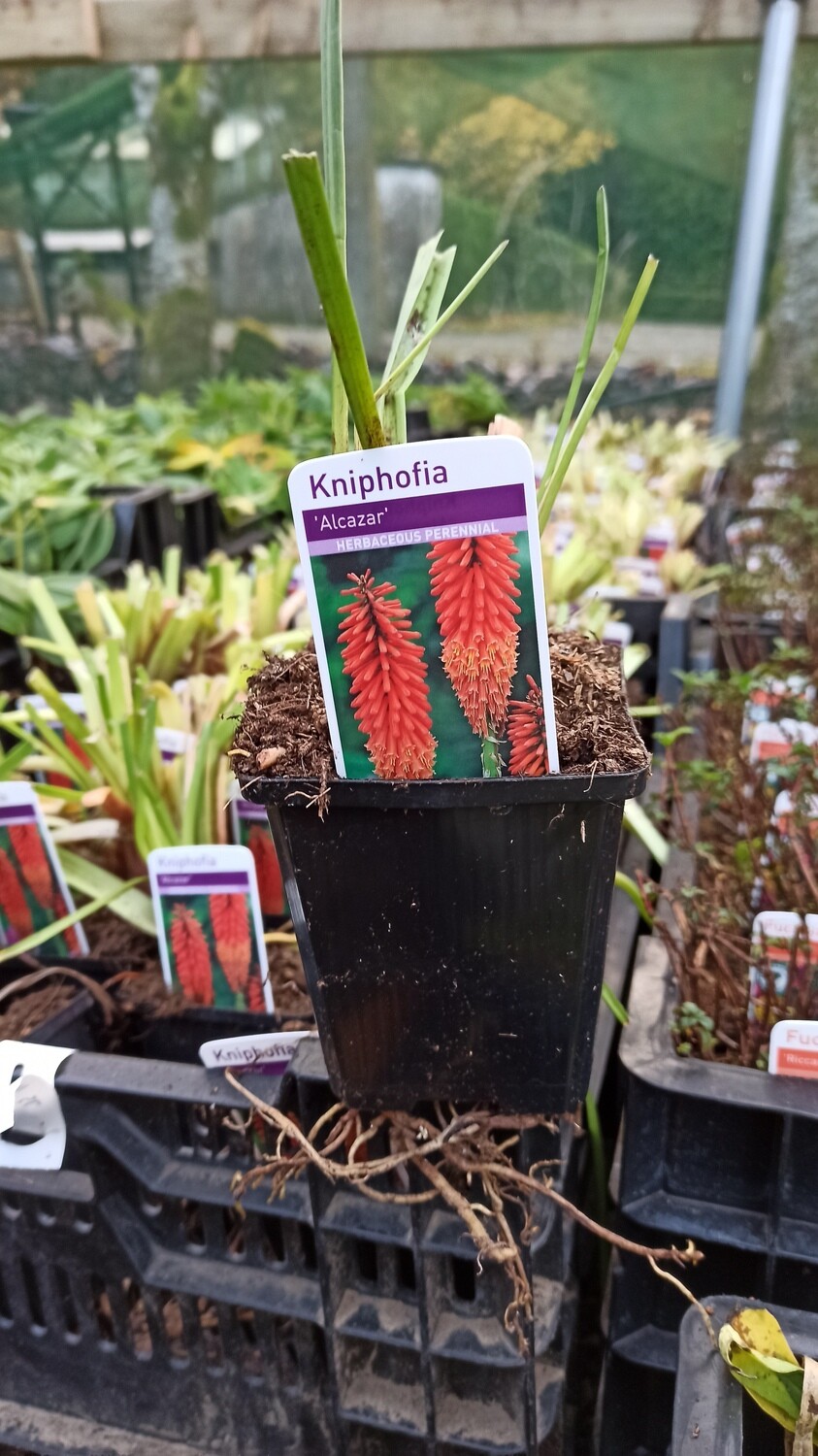 Kniphofia &#39;Alcazar&#39; - Red Hot Poker Alkazar