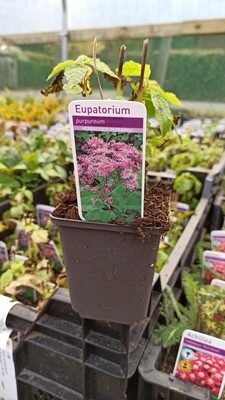 Eupatorium Purpureum JOE PYE PLANT Flowers for months and lasts for years Dormant plants ready for planting ,fresh growth in May Fast growing loved by ,bees ,butterflies and pollinators