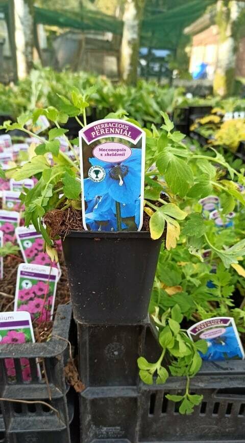 Meconopsis 'Sheldonii' China Blue Himalayan Blue Poppy ...a stunning blue /Loves damp shade