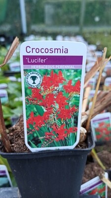 Crocosmia &#39;Lucifer&#39; Hardy Perennial that thrives with little care .Full pot of strong plants.