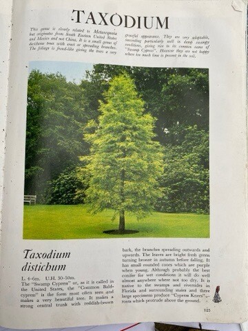 SWAMP CYPRESS TAXODIUM Is A hardy conifer that is happy in wet areas .Young trees Pot Grown . May be a delay on availability In numbers