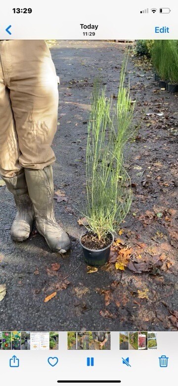 CYTISUS ALL GOLD (HARDY BROOM )is a tough hardy shrub that is smothered in yellow fragrant flowers in late spring early summer .It thrives on neglect!