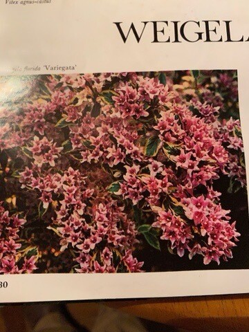 Weigelia &#39;Florida Variagata&#39; hardy shrub happy In sun or half shade . Colourful foliage (Cream ,Green Pink ) and pink nodding bell like flowers. Bushy 3 year old plants