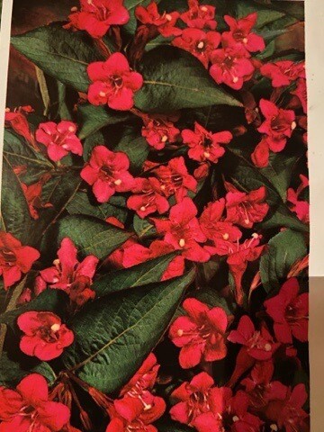 Weigelia &#39;Bristol Ruby&#39;
