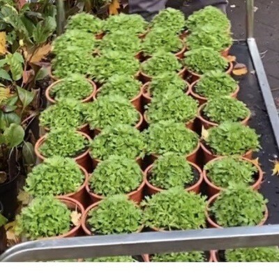 Deep Red Mossy Saxifrage &#39;Red Cap&#39;