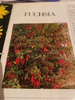 FUCHSIA RICCARTONII Hardy Fuchsia Abundance of flowers 4-5 Cm long Makes an excellent screen or hedge STRONG POT GROWN PLANTS