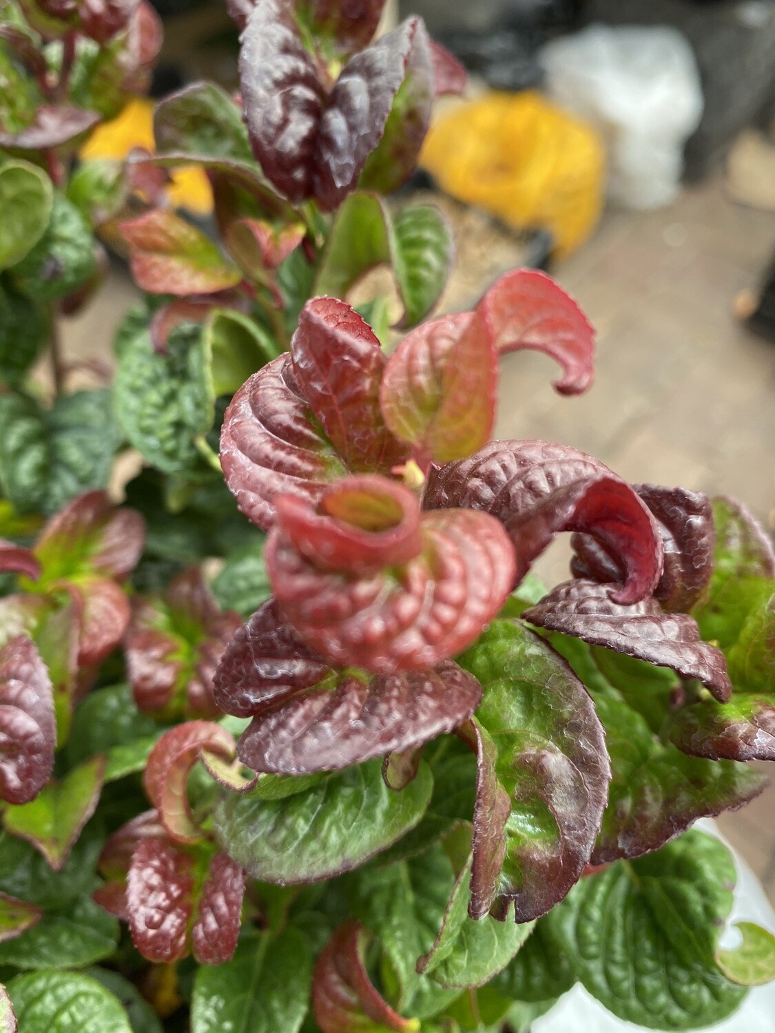 Leucothoe &#39;Curly Red&#39; (LARGE)